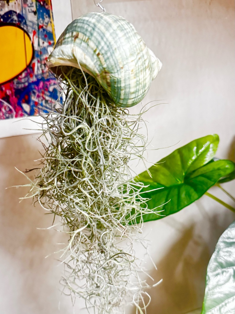 Spanish Moss Hanging Plant Décor - Green Seashell- Unbranded
